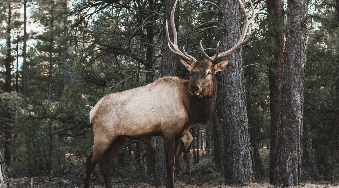 Rectangle 49 (2) - Northern Whitetail Ranch image