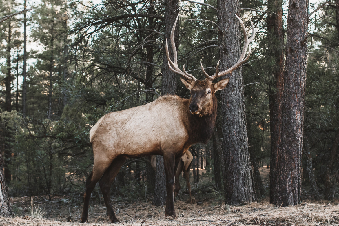 Hunting Safety Rules