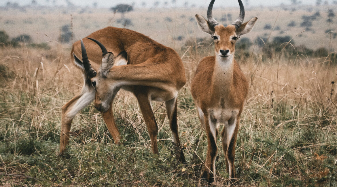 Rectangle 49 (3) - Northern Whitetail Ranch image