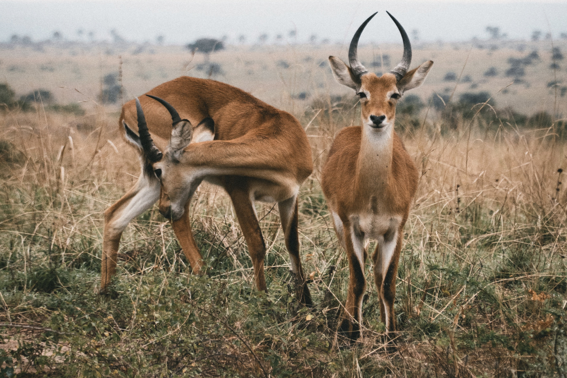 Choice of suit for winter hunting